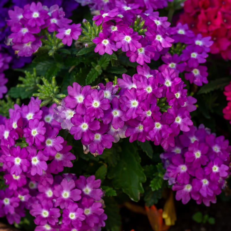 Purple Verbena Flowers at TLC Garden Centers in Oklahoma City