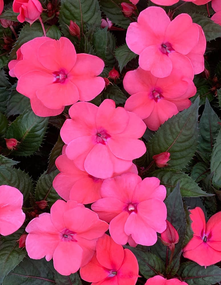Coral Pink SunPatiens | TLC Garden Centers