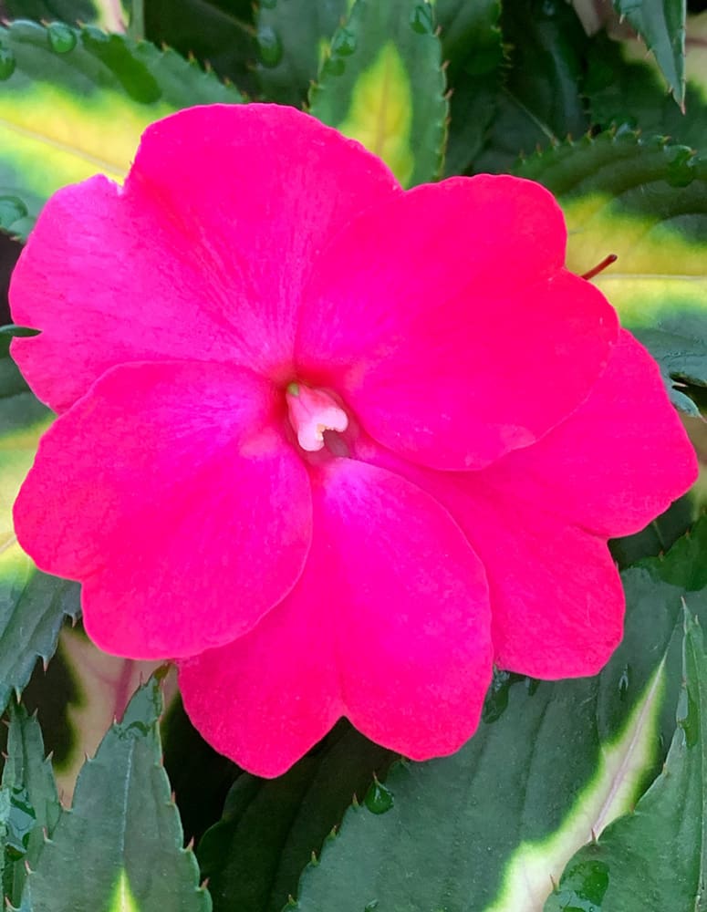 Tropical Rose SunPatiens | TLC Garden Centers