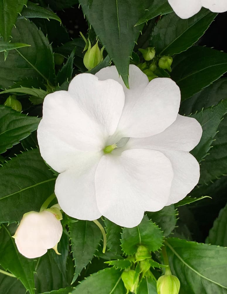 White SunPatiens | TLC Garden Centers