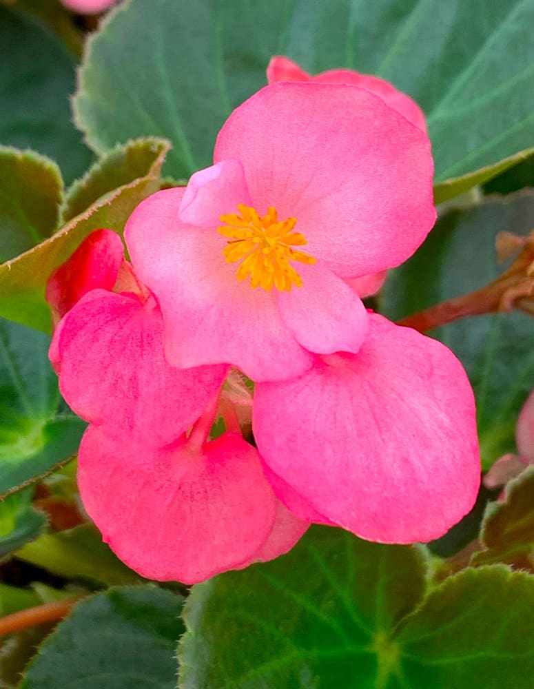Big Bronze Leaf Rose Pink Begonia | TLC Garden Centers