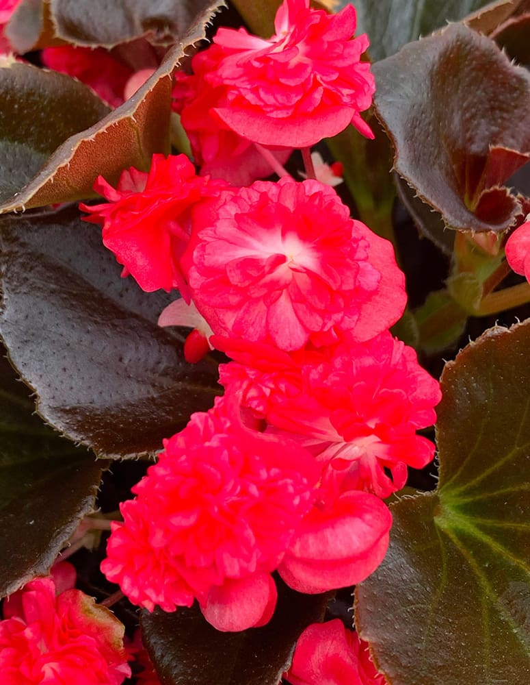 Doublet Red Begonia | TLC Garden Centers