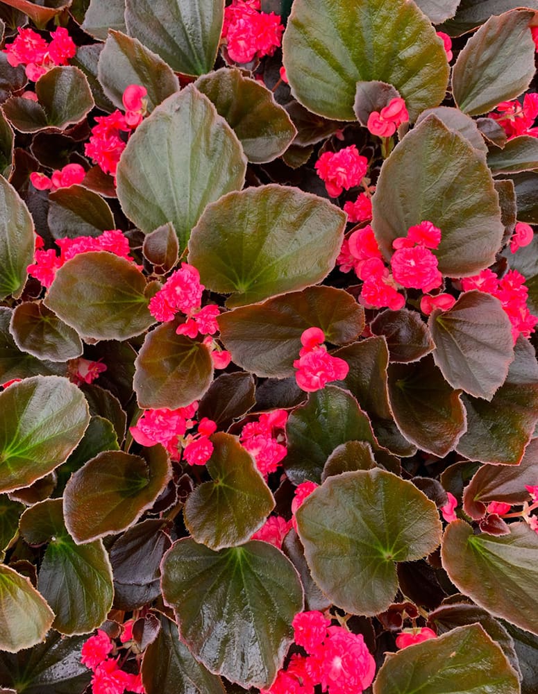 Doublet Red Begonias | TLC Garden Centers
