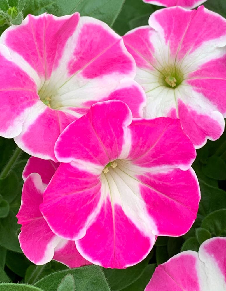 Colorworks Pink Star Petunia | TLC Garden Centers