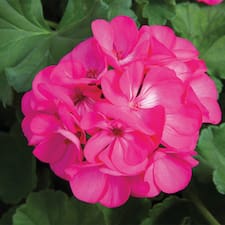 Deep Rose Rocky Mountain Geranium | TLC Garden Centers