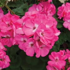 Light Pink Rocky Mountain Geranium | TLC Garden Centers