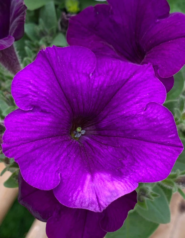 Purple Petunia | TLC Garden Centers
