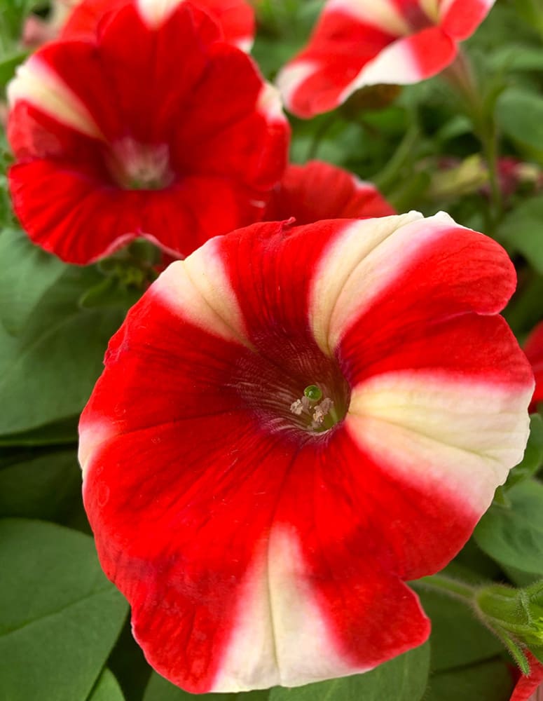 Red Peppy Petunia | TLC Garden Centers
