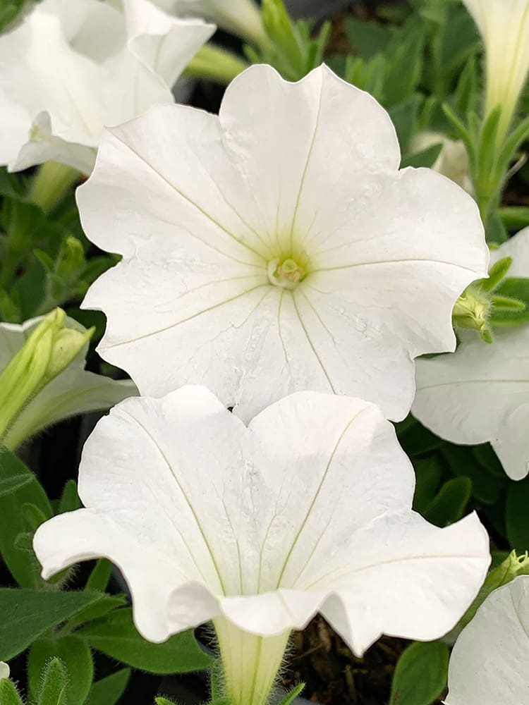 White Petunia | TLC Garden Centers