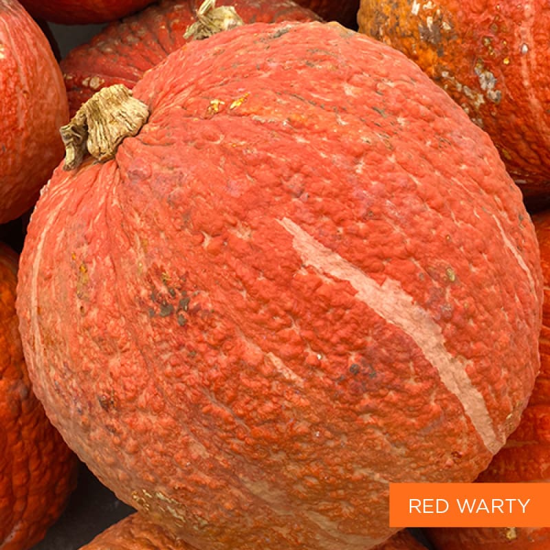 Red Warty Pumpkin | TLC Garden Centers