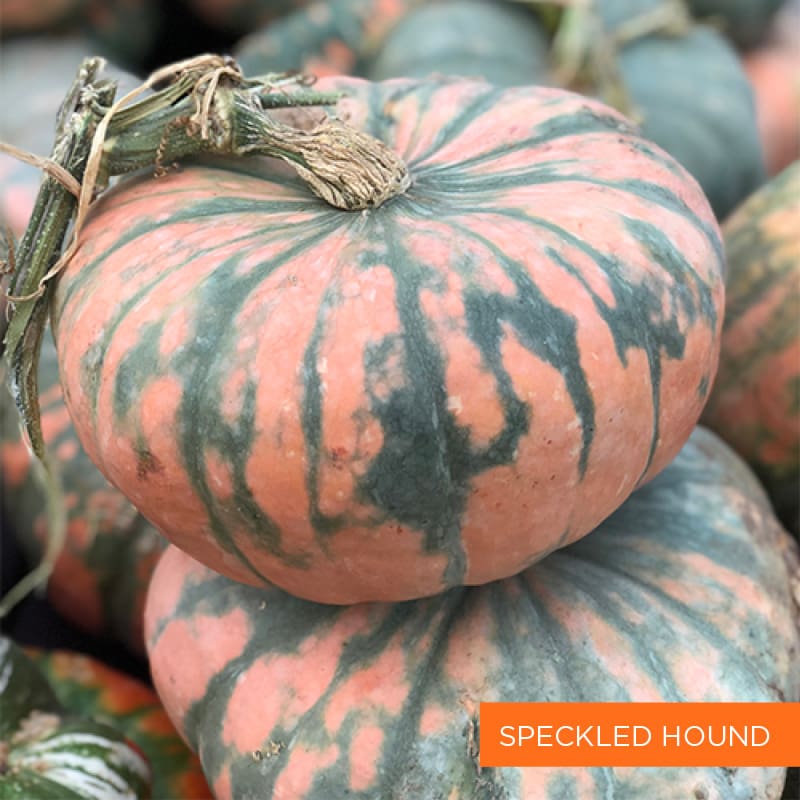 Speckled Hound Pumpkin | TLC Garden Centers