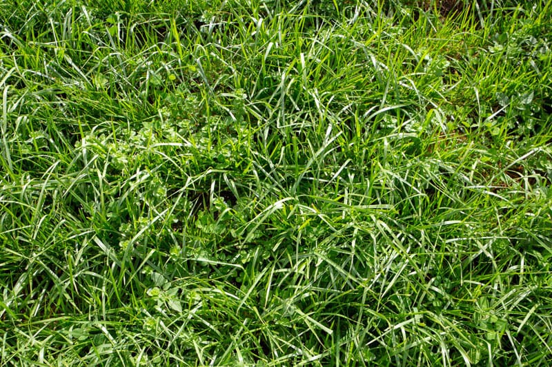 Tall Fescue Grass | TLC Garden Centers