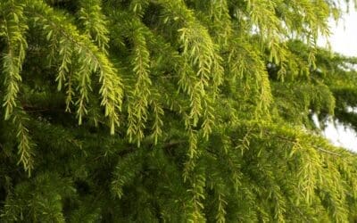 Golden Deodar Cedar Tree