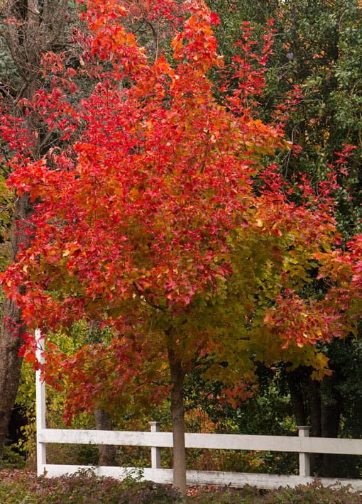 Autumn Blaze Maple | TLC Garden Centers