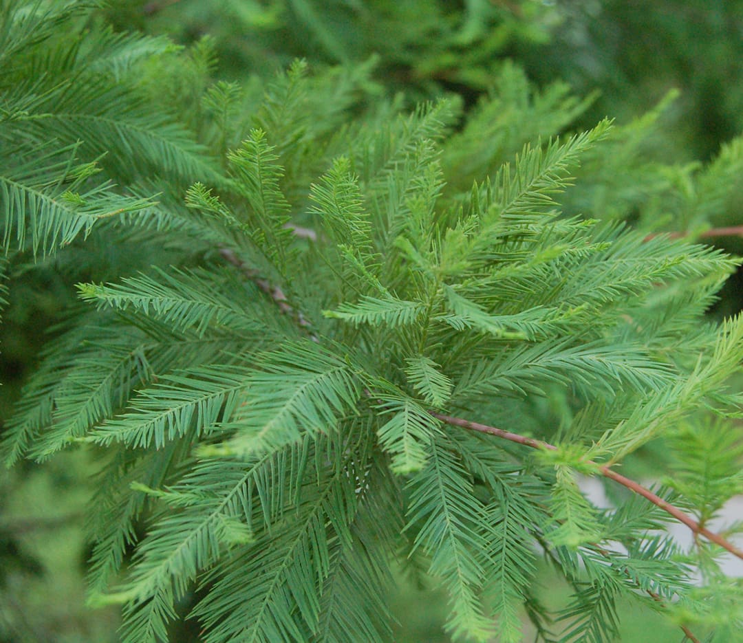 Shawnee Brave Bald Cypress Tree - TLC Garden Centers