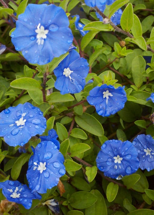 Blue Daze Annual | TLC Garden Centers