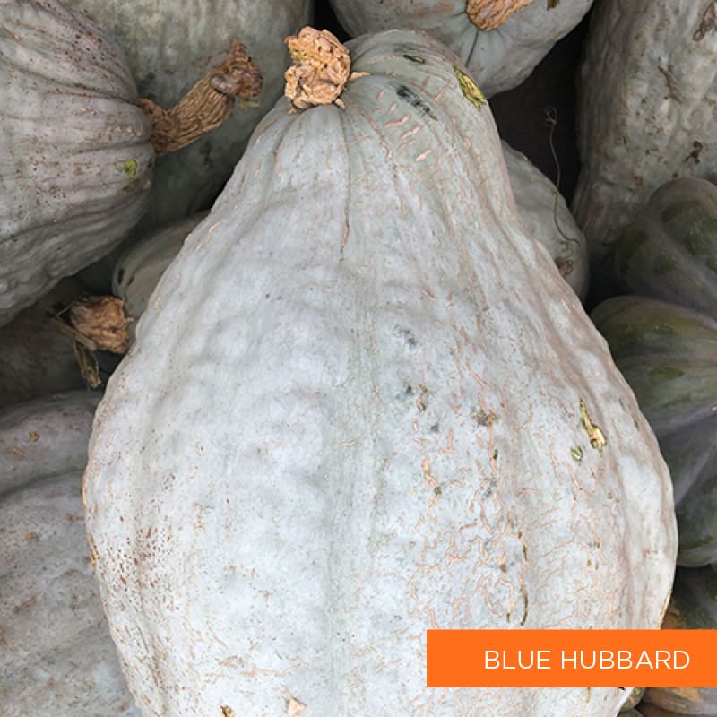Blue Hubbard Pumpkin | TLC Garden Centers