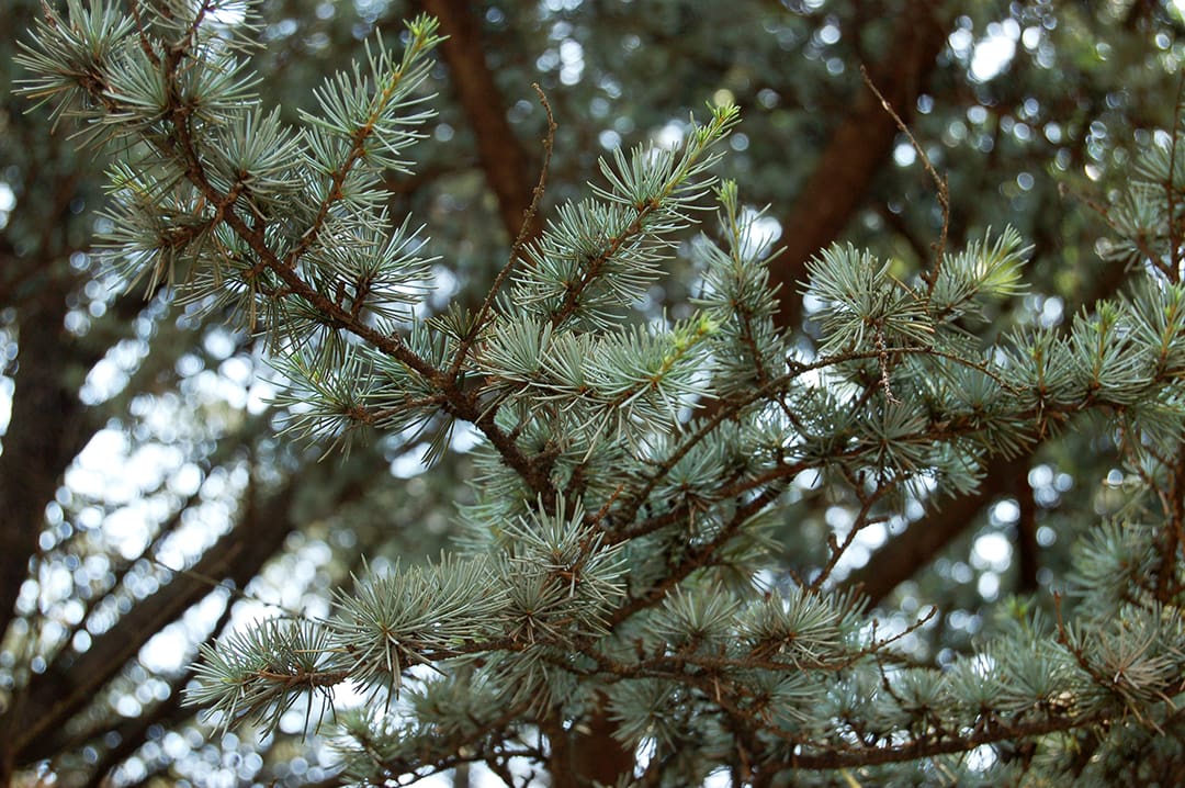 Blue Atlas Cedar Tree - TLC Garden Centers