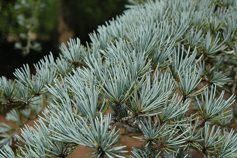 Sanders Blue Deodar Cedar Tree - TLC Garden Centers