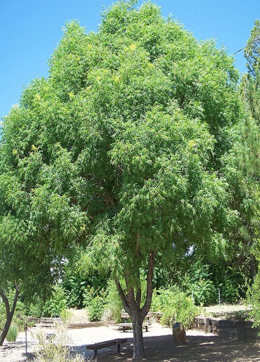 Chinese Pistache Tree | TLC Garden Centers