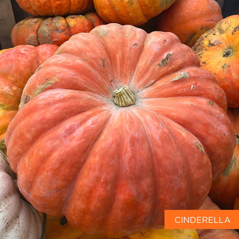 Cinderella Pumpkin | TLC Garden Centers