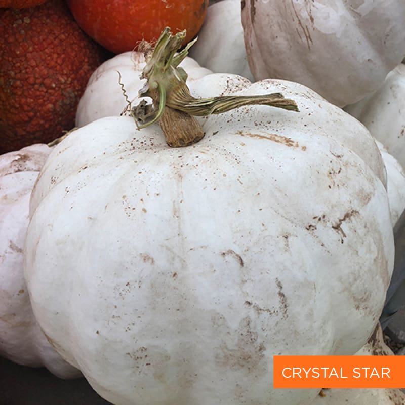 Crystal Star Pumpkin | TLC Garden Centers