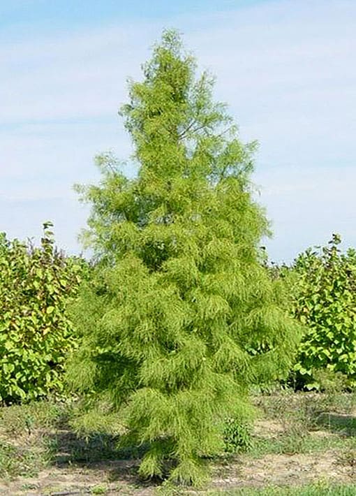 Debonair Pond Cypress Tree | TLC Garden Centers