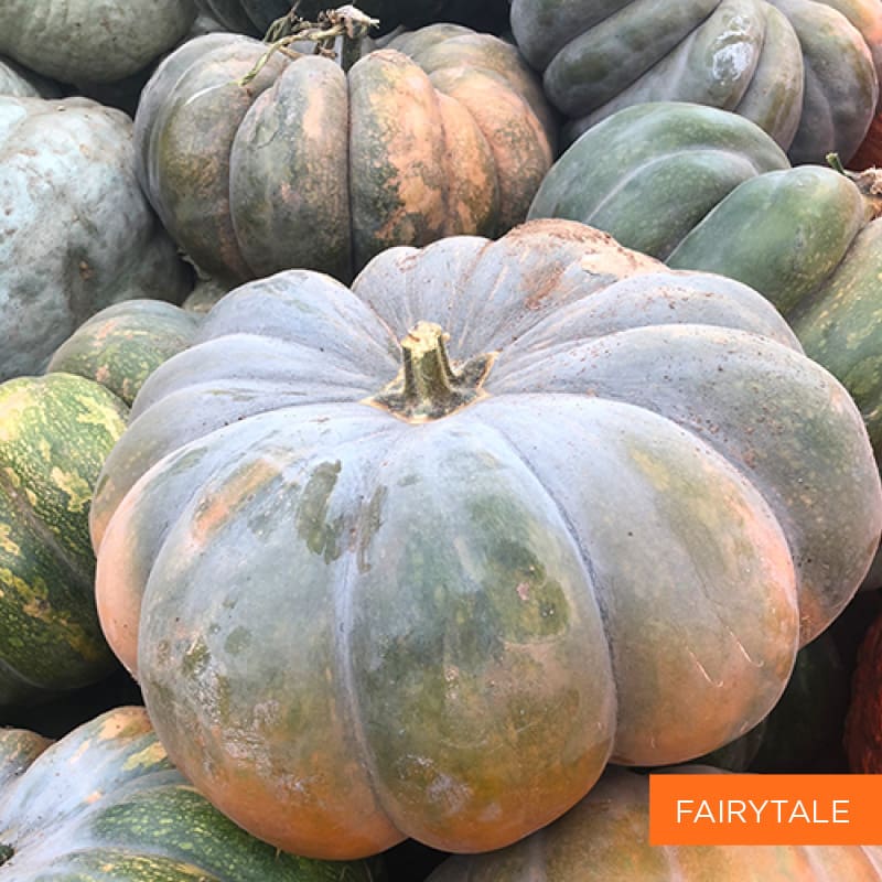 Fairytale Pumpkin | TLC Garden Centers