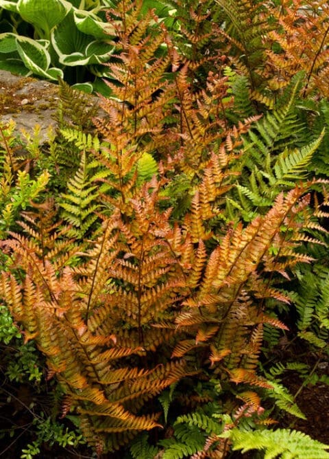 Fern - TLC Garden Centers