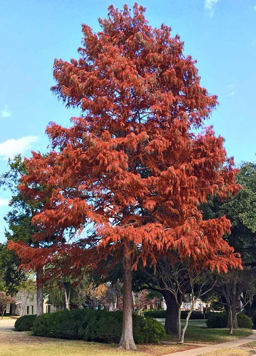 Frio River Bald Cypress Tree | TLC Garden Centers