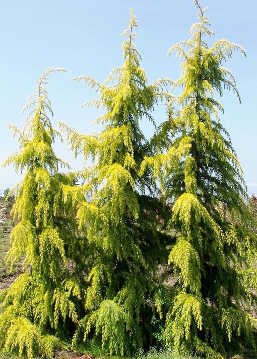 Gold Cone Deodar Cedar Tree | TLC Garden Centers