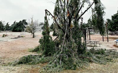 Ice Storm Damage | Will your tree survive?