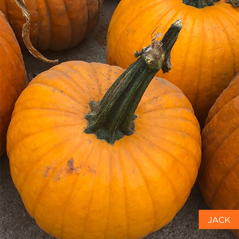 Jack Pumpkin | TLC Garden Centers