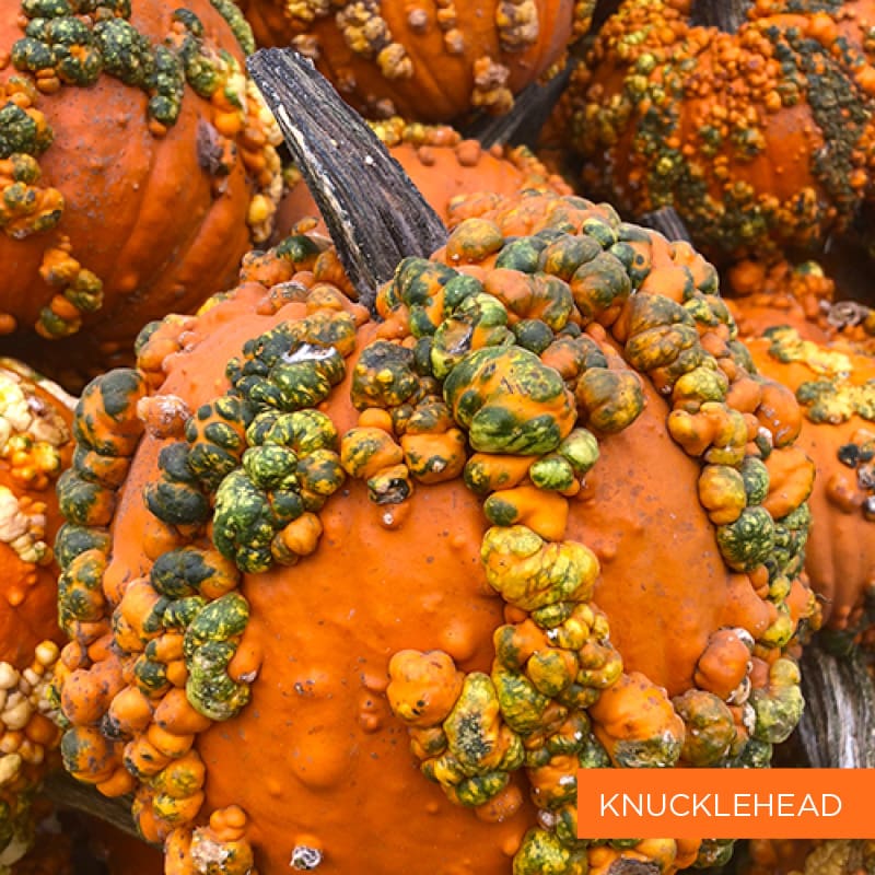 Knucklehead Pumpkin | TLC Garden Centers