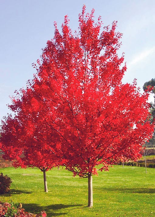 October Glory Maple Tree | TLC Garden Centers