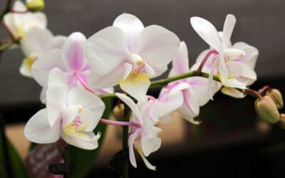 Orchid Care Made Easy