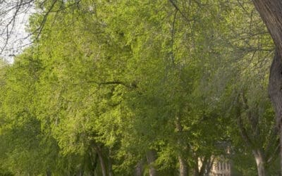Princeton Elm Tree