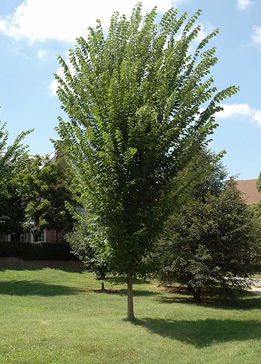 Princeton Elm Tree | TLC Garden Centers