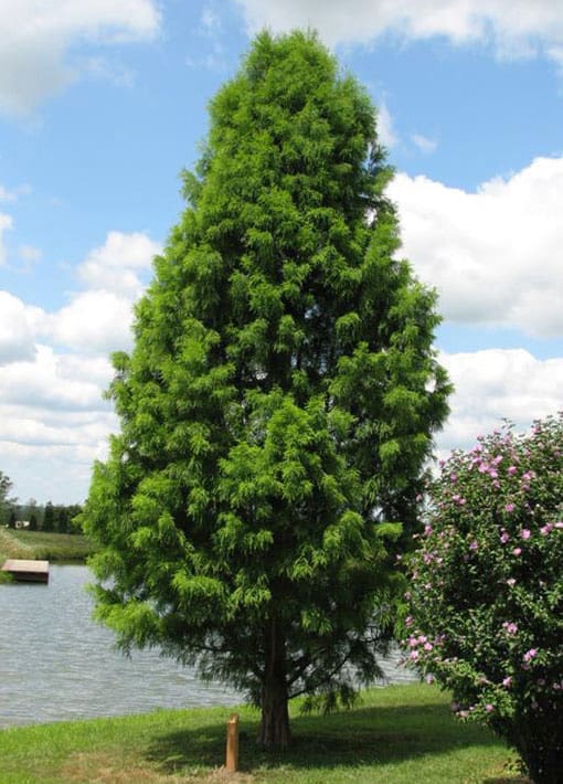Shawnee Brave Bold Cypress Tree | TLC Garden Centers