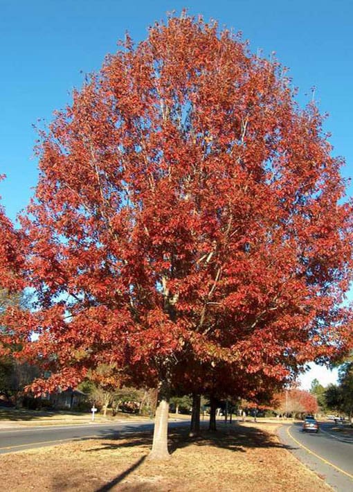 Shumard Oak Tree in Oklahoma | TLC Garden Centers