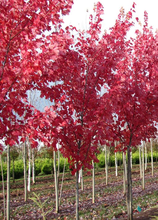Summer Red Maple Tree | TLC Garden Centers