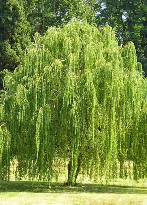 Weeping Willow | TLC Garden Centers