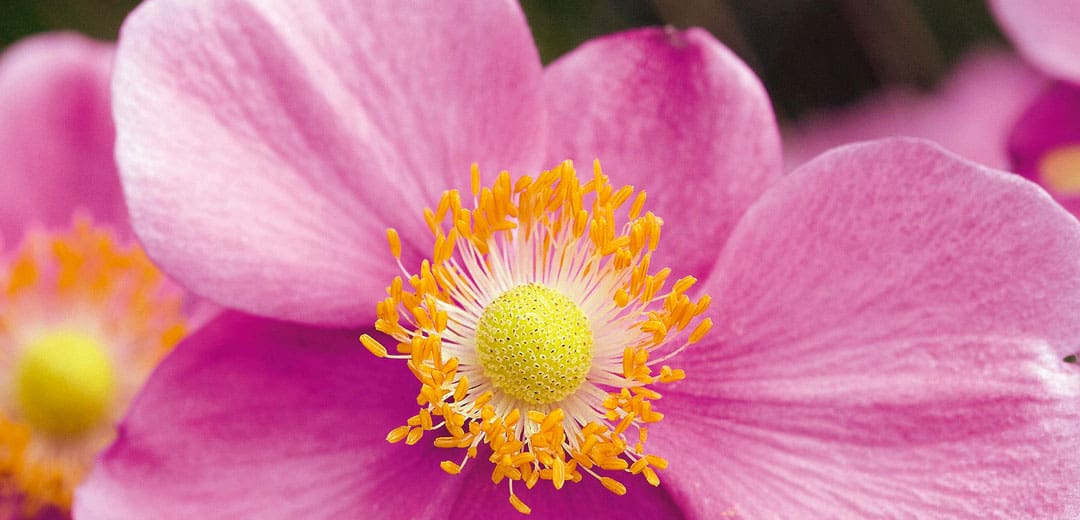 Anemone - TLC Garden Centers