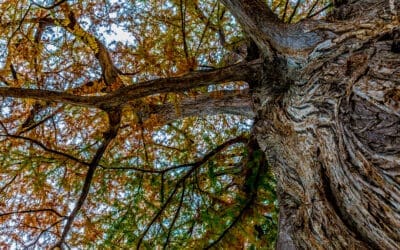 Frio River Bald Cypress Tree