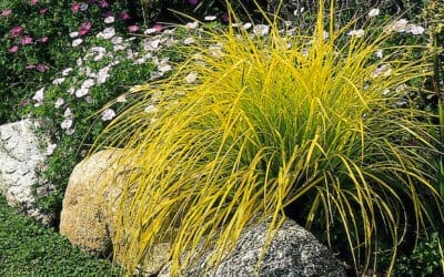 Carex & Sedge Grass