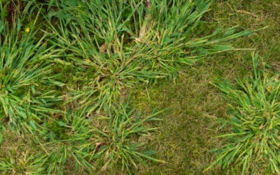 Crabgrass Killer – Beautify Your Lawn