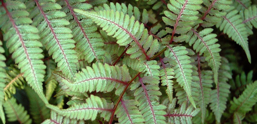 Fern - TLC Garden Centers