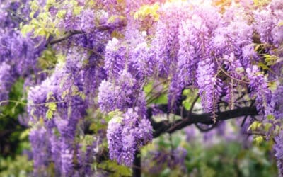 Flowering Shrubs: Sensational Spring Color