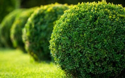 Insect Protection for Your Trees & Shrubs