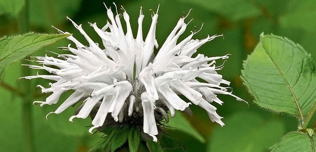 Monarda (bee Balm) - Tlc Garden Centers